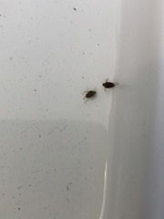 Brychius hungerfordi