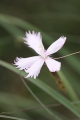 Dianthus thunbergii