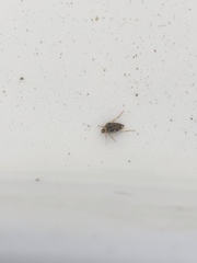 Brychius hungerfordi