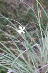 Dianthus thunbergii