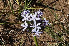 Pentanisia prunelloides prunelloides