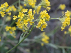 Aurinia saxatilis