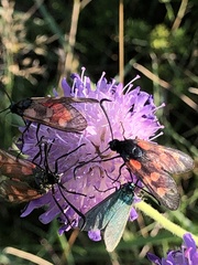 Zygaena viciae