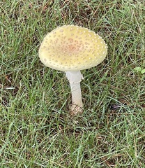 Amanita muscaria guessowii