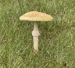 Amanita muscaria guessowii