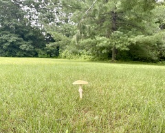 Amanita muscaria guessowii