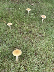 Amanita muscaria guessowii