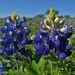 Texas Bluebonnet - Photo (c) Annika Lindqvist, some rights reserved (CC BY)