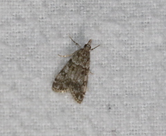 Eudonia lacustrata
