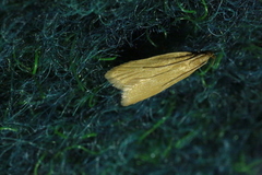 Helcystogramma rufescens