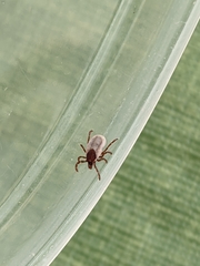 Ixodes cookei