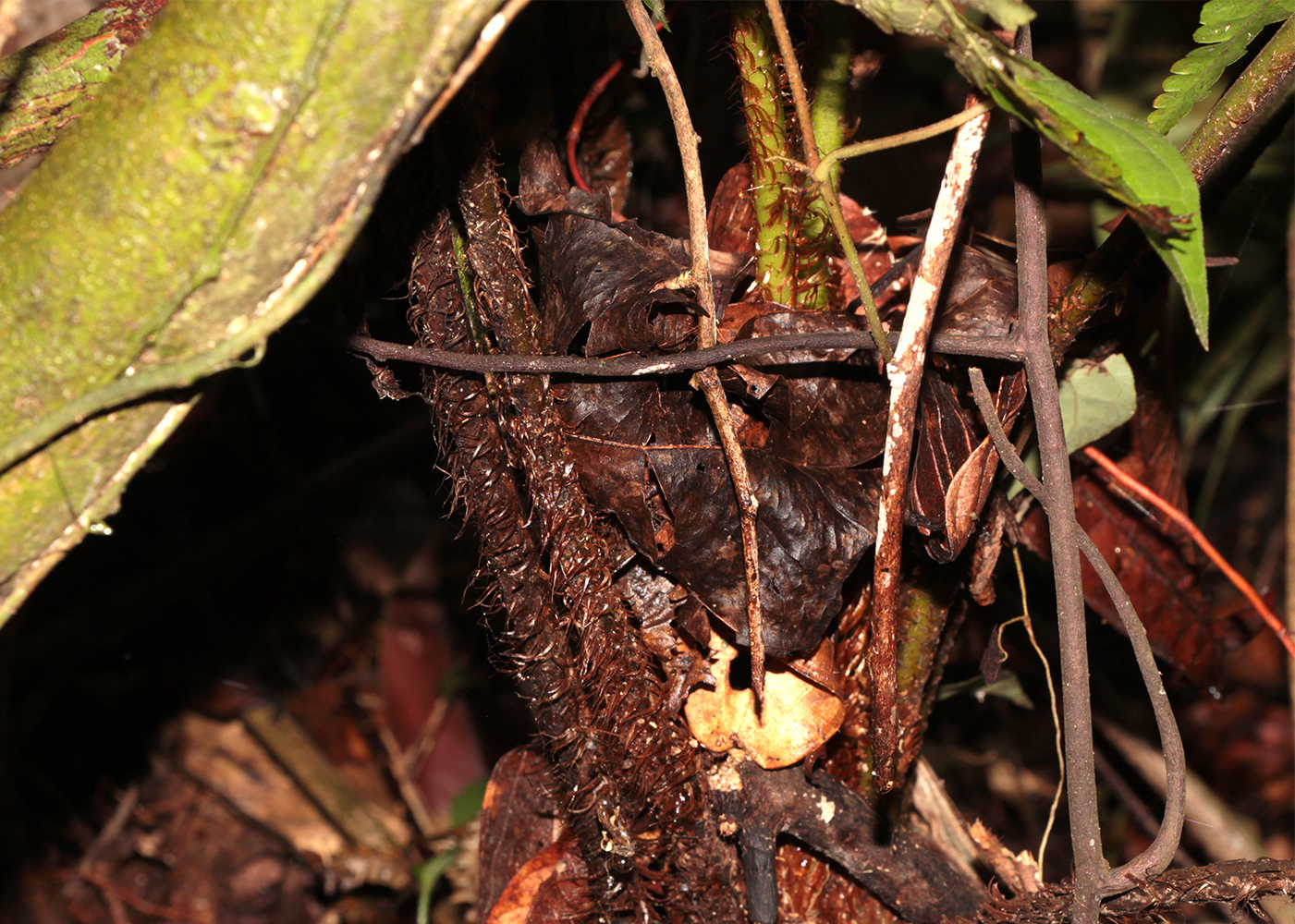 Sphaeropteris squamulata
