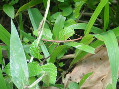 Ocnophiloidea regularis