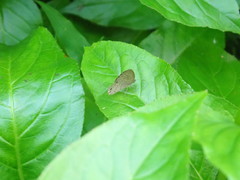 Hermeuptychia canthe