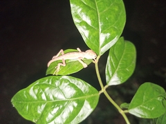 Calotes versicolor