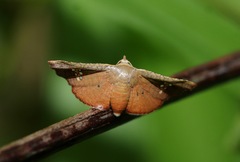 Banisia
