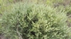 Blue-Leaved Euclea - Photo (c) Casper van Zyl, some rights reserved (CC BY-NC), uploaded by Casper van Zyl
