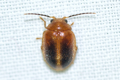 Prionocyphon limbatus