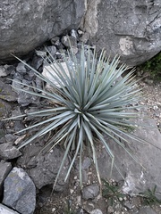 Dasylirion cedrosanum