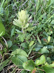 Castilleja septentrionalis