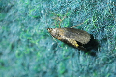 Sciota fumella