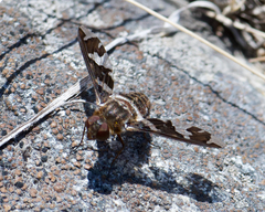 Exoprosopa dorcadion