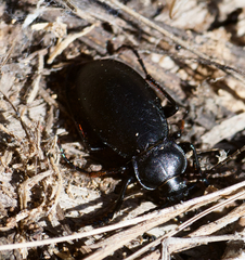 Carabus taedatus