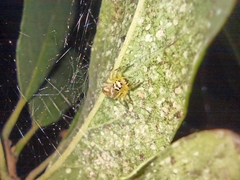 Salticidae