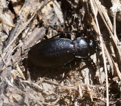 Carabus taedatus