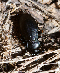 Carabus taedatus