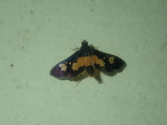 Salbia zena