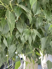 Brachychiton