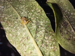 Salticidae