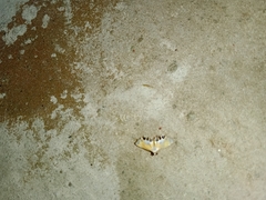 Nymphicula trimacula