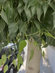 Brachychiton