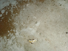 Nymphicula trimacula