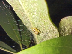 Salticidae