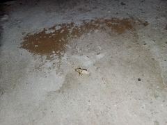 Nymphicula trimacula