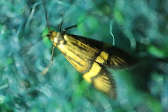 Nemophora degeerella