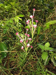 Zaluzianskya pachyrrhiza