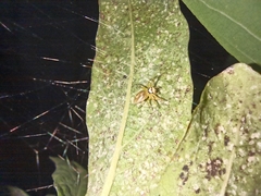 Salticidae