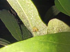 Salticidae