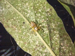 Salticidae