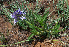 Pentanisia prunelloides prunelloides