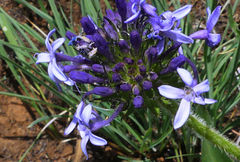 Pentanisia prunelloides prunelloides