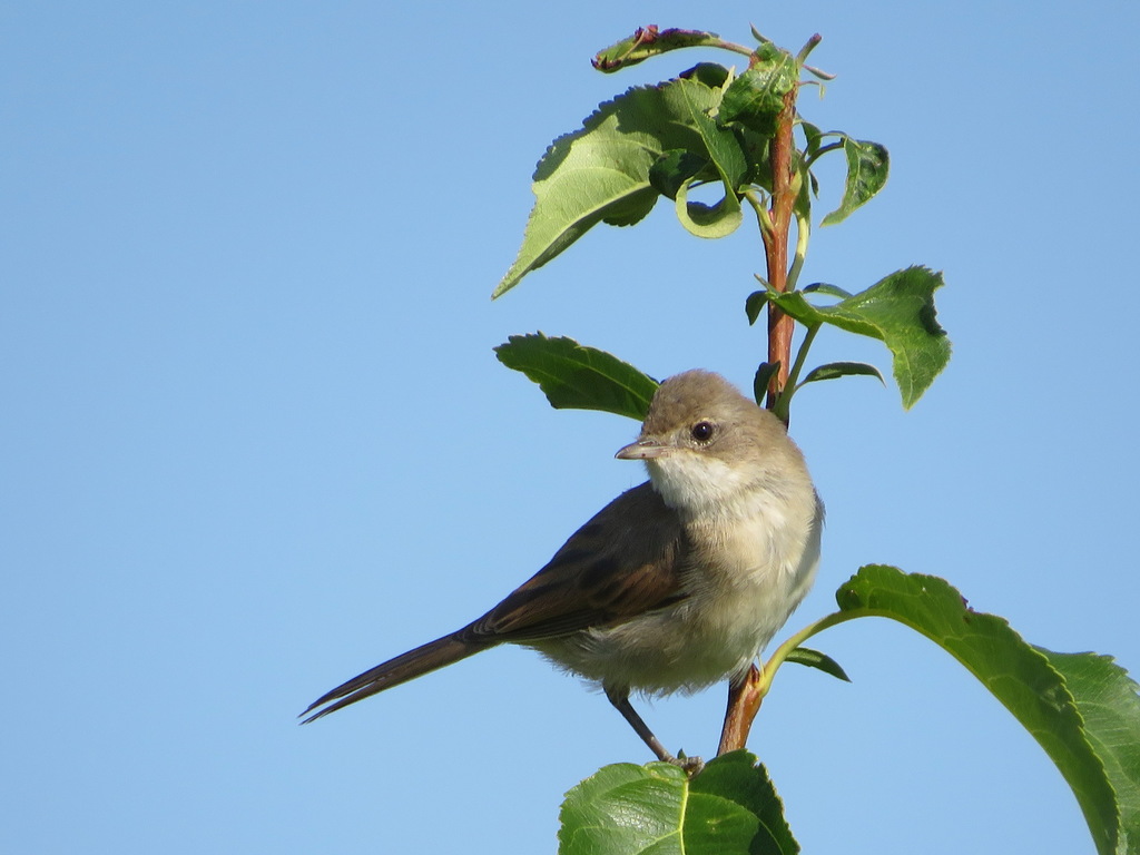 Common Whitethroat from г. Нижняя Тура, Свердловская обл., Россия on ...