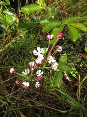 Zaluzianskya pachyrrhiza