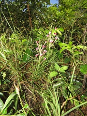 Zaluzianskya pachyrrhiza