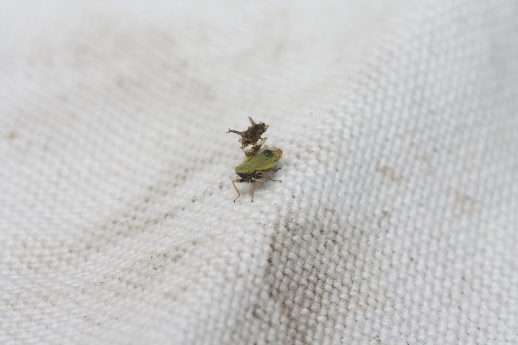 Leafhopper