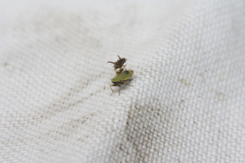 Leafhopper